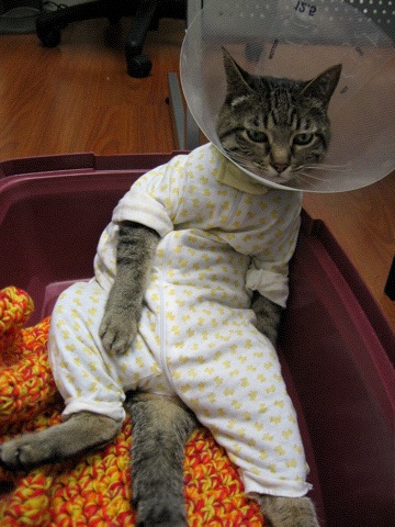 cat in pajamas