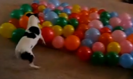 Dog vs. Balloons Dog vs. Balloons